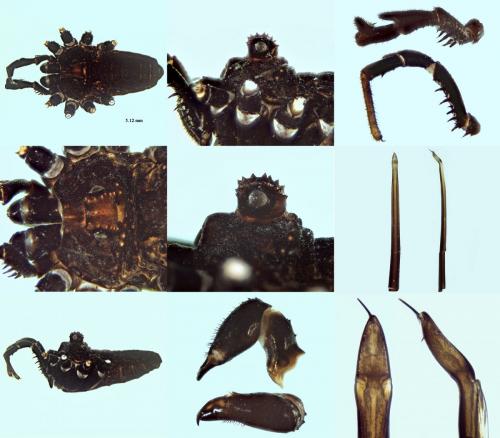 Réf. 212 529 : Platybunus pinetorum